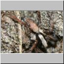 Xerolycosa nemoralis - Wolfsspinne 01c 7mm.jpg